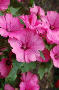 Sommerstokkrose