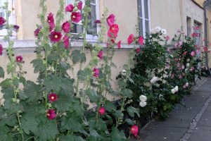 Stokkroser
