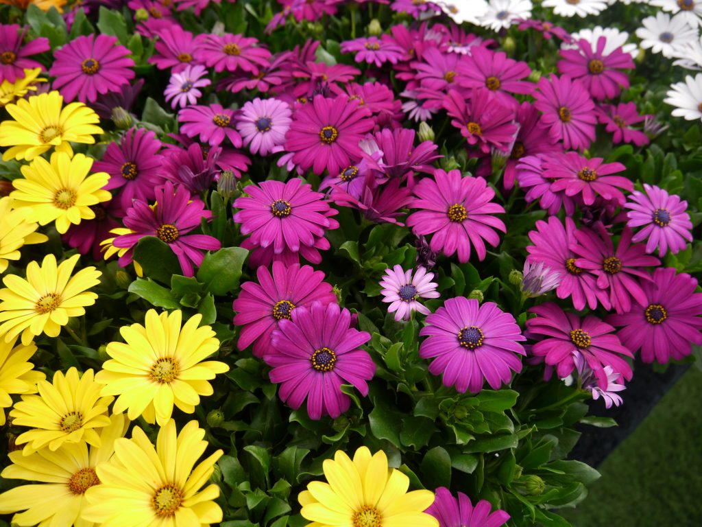 Spanske margeritter | OBP - Opplysningskontoret for blomster og planter