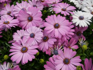 Lilla spanske margeritter i full blomst