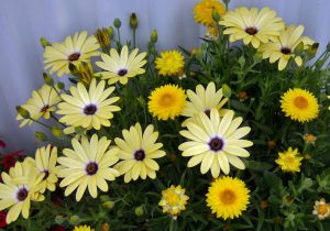Spansk margeritt, Osteospermum