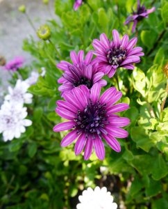 Blomst av fylte, spanske margeritter
