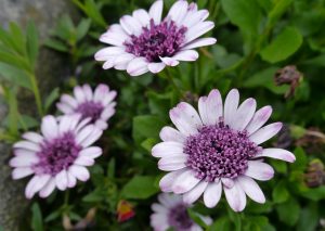 Spansk margeritt. fylt, rosa