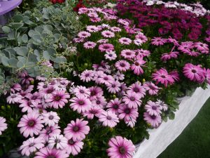 Spansk margeritt, Osteospermum