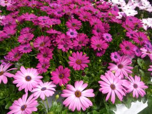 Spansk margeritt, Osteospermum