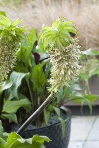Sørgepraktlys, Eucomis bicolor