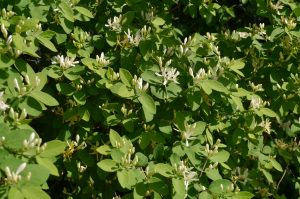 Stautleddved, Lonicera morrowii