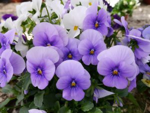 Stemorsblomst