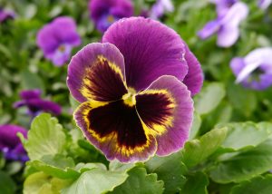 Stemorsblomst