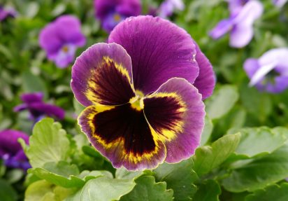 Plant ikke ut for tidlig!