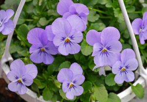 Stemorsblomst