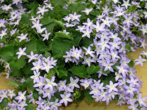 Campanula