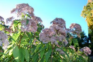 Storhjortetrøst, Eupatorium purpureum er en blomstrende hagebusk