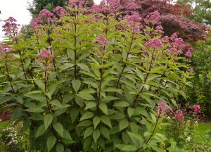 Storhjortetrøst, Eupatorium purpureum