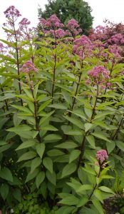Storhjortetrøst, Eupatorium purpureum