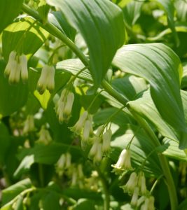 Storkonvall, Polygonatum multiflorum