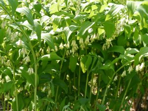 Storkonvall, Polygonatum