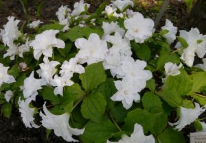 Stortreblad, Trillium grandiflorum