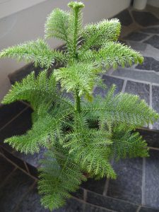 Stuegran, Araucaria heterophylla