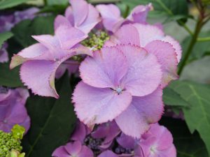 Stuehortensia nærbilde