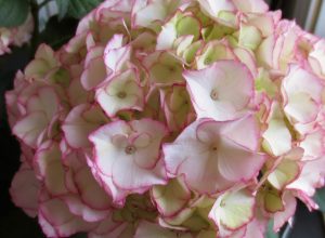 Vakreste tofarget Stuehortensia