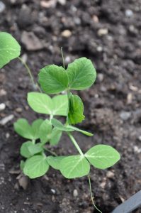 Liten sukkerertplante