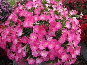 Petunia ampel
