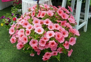 Petunia