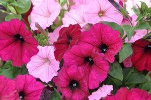 Petunia