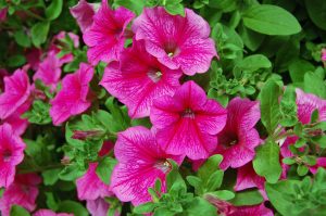 Petunia