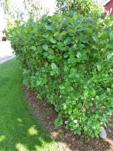 Hekk av svartsurbær, Aronia