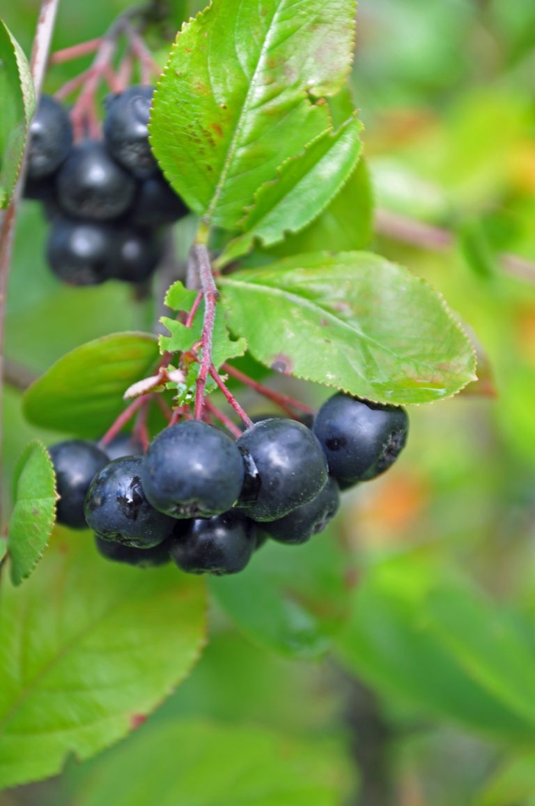 Svartsurbær Aronia, svarte bær | OBP - Opplysningskontoret for blomster ...