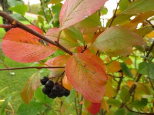 Svartsurbær, Aronia melanocarpa i høstfarge