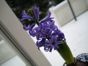 Svibel