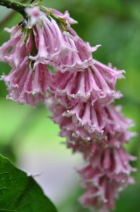 Nikkesyrin, Syringa komarowii