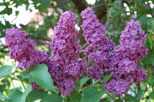 Syrin, Syringa vulgaris