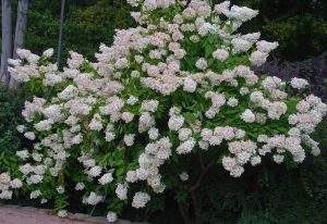 Syrinhortensia, Hydrangea paniculata i hvitt