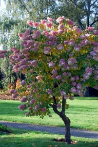 En av hagens juveler: Oppstammet Syrinhortensia Hydrangea paniculata