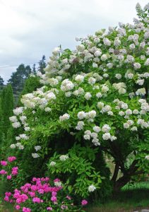 Syrinhortensia, Hydrangea paniculata