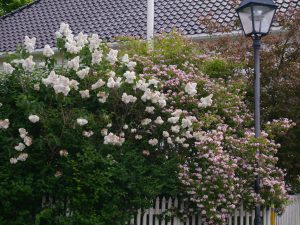 Hekk av vårblomstrende syrin og fagerbusk