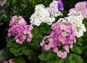 Syrinprimula, Primula malacoides