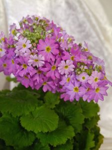 Syrinprimula, Primula malacoides