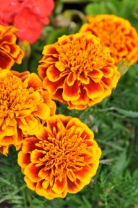 Tagetes