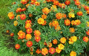 Tagetes