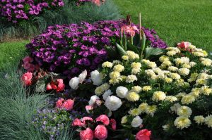 Tagetes og spansk margeritt