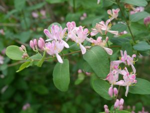 Tatarleddved, Lonicera involucrata