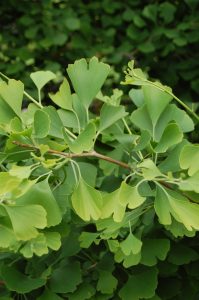 Tempeltre, Ginko biloba