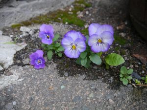 Tøffe stemor spirer i asfalt