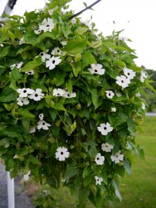 Thunbergia hvit