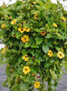 Thunbergia er navnet på "Susanne med det sorte øyet"